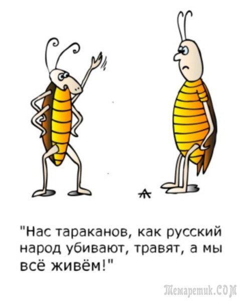 Таракан прикол