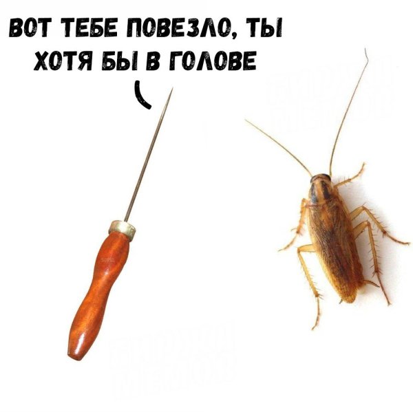 Мои тараканы