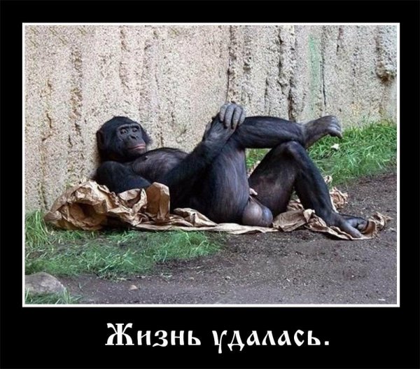 Жизнь удалась демотиватор