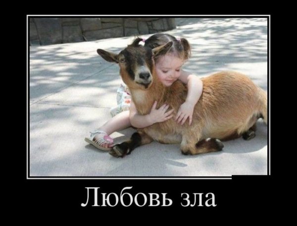 Любовь зла полюбишь и козла
