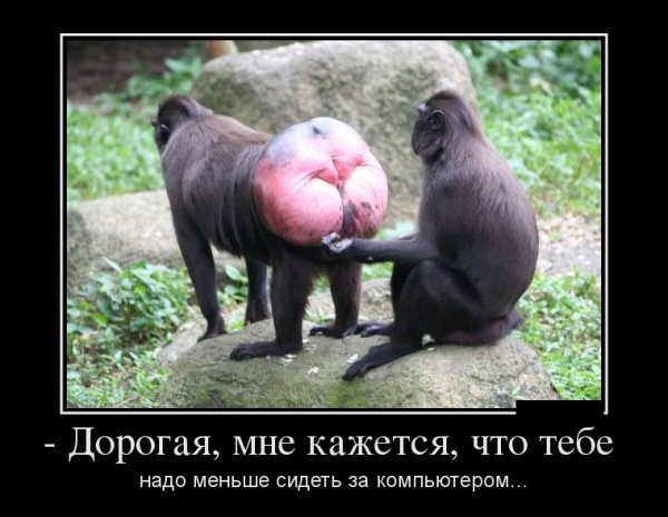 Демотиваторы обезьяна тупая