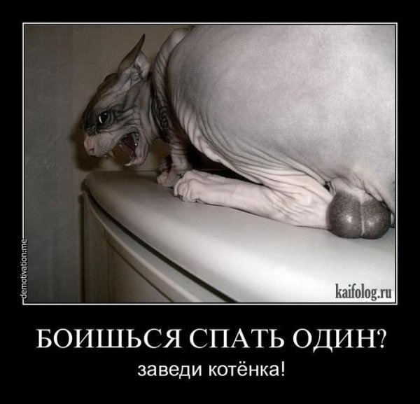 Боишься спать один заведи котенка демотиватор