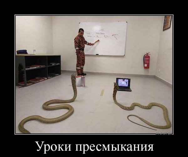 Демотиватор про python (45 фото)