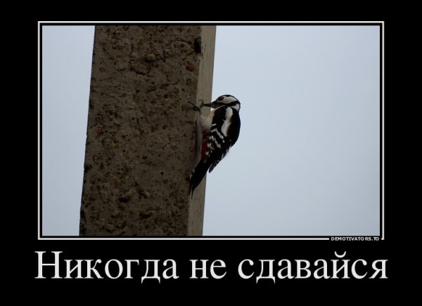 Дятел карикатура