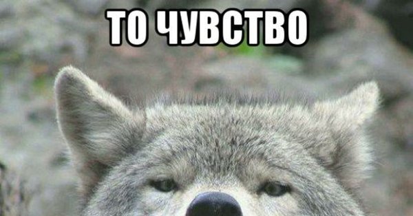 Грустный волк Мем