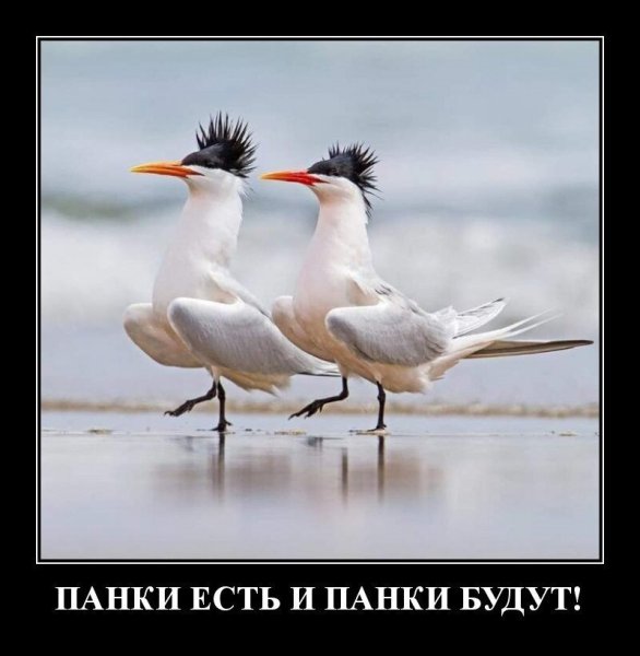 Демотиваторы позитивные смешные