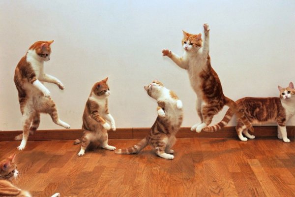 Коты бесятся