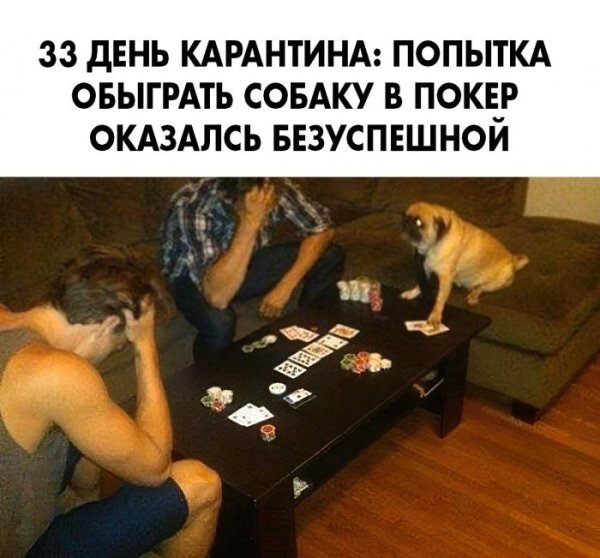 Покерные мемы и приколы