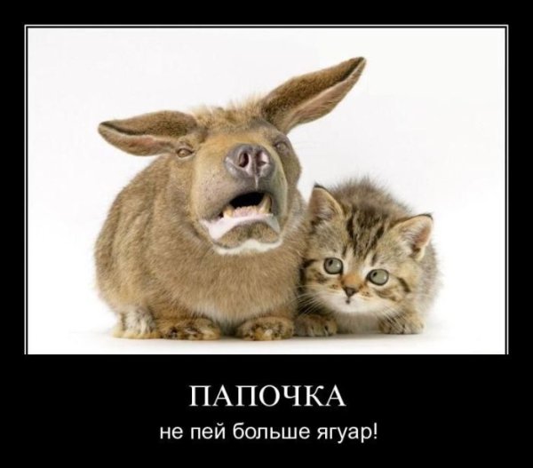 Папа не пей без сухариков