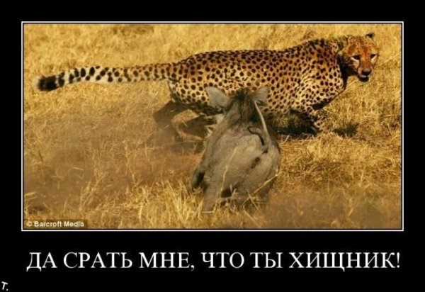 Ягуар прикол