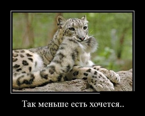 Ягуар демотиваторы