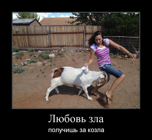 Коза демотиватор