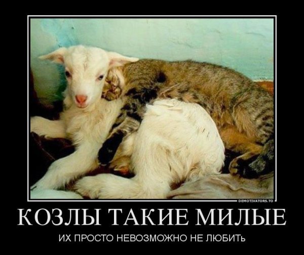 Мужики козлы