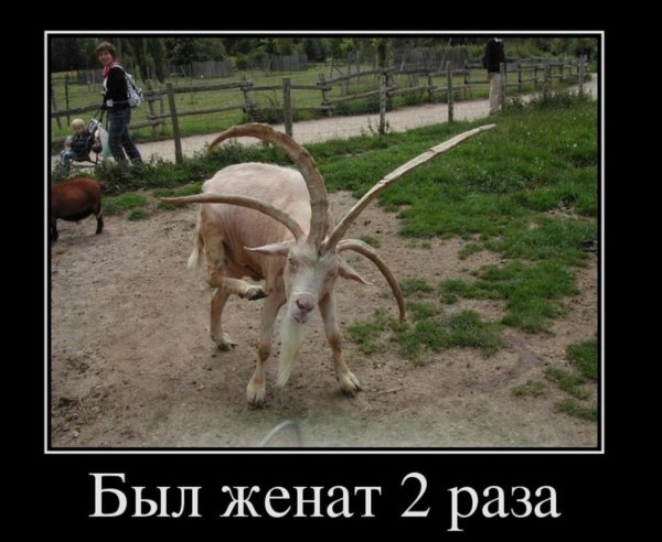 Козёл юмор