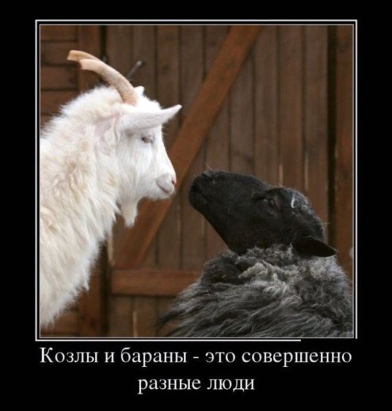 Козел и баран