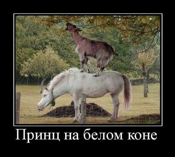 Принц на белом коне прикол