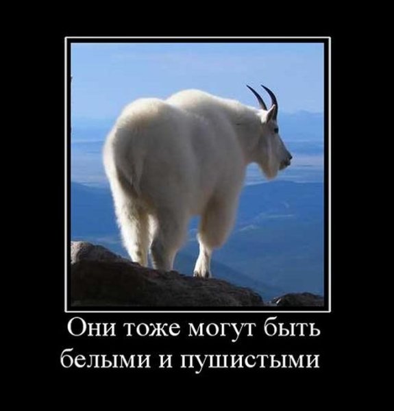 Мужики козлы приколы
