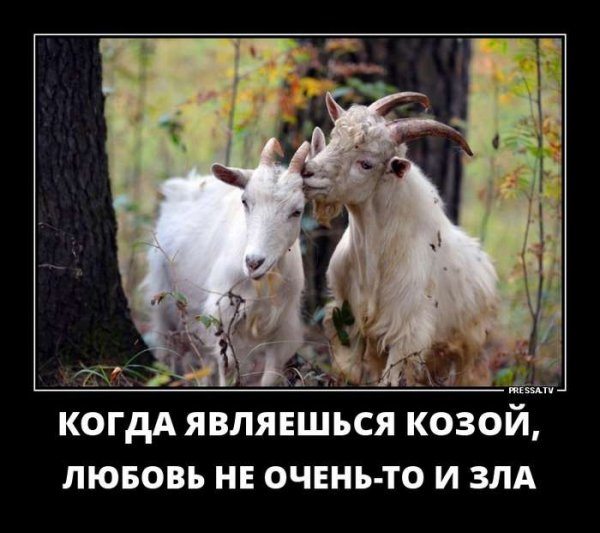 Шутки про козу