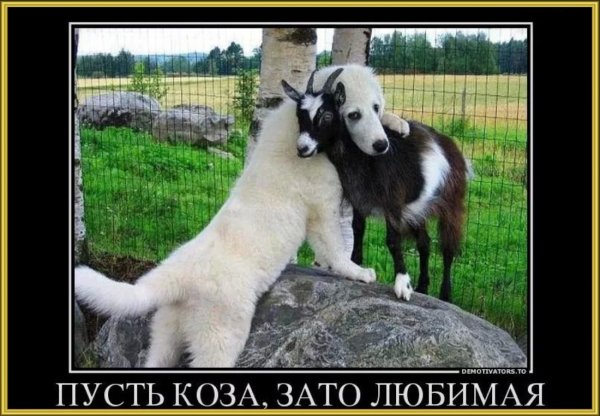 Любовь зла полюбишь и козу