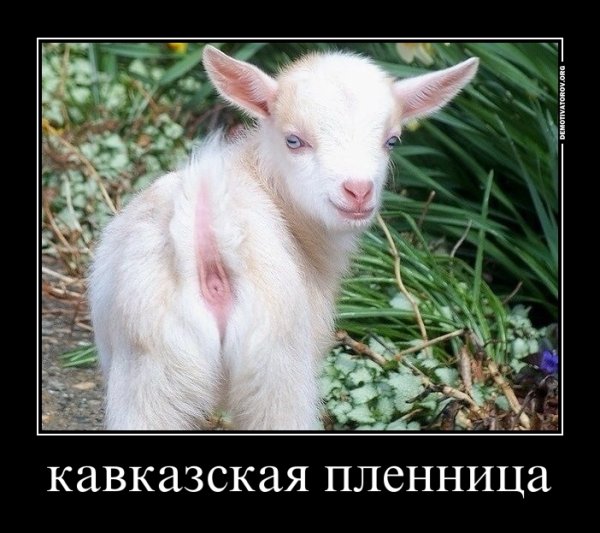 Демотиватор коза нет