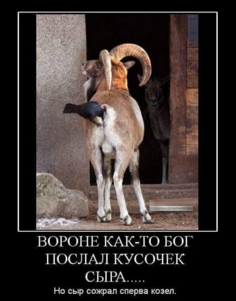 Демотиваторы мужики козлы