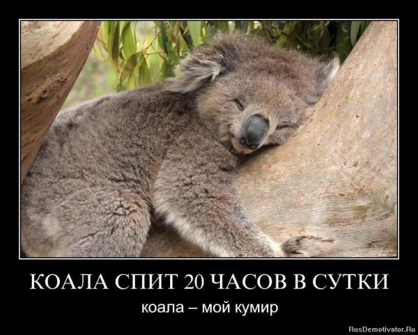 Спокойной ночи коала