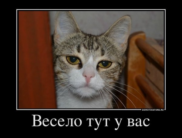 Весело тут у вас демотиватор