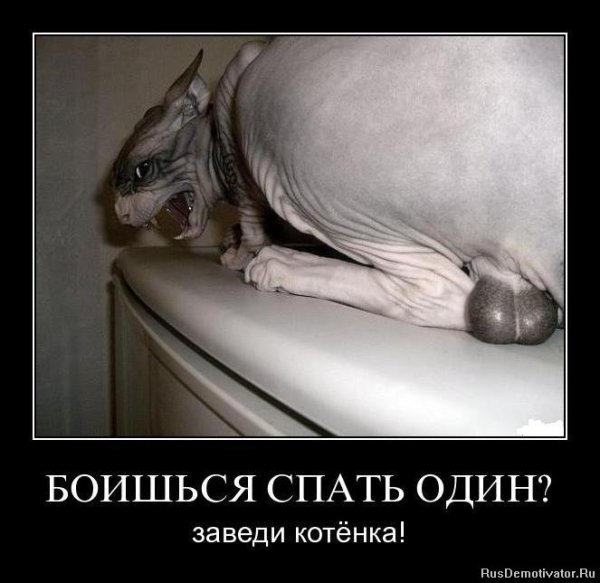 Боишься спать один заведи котенка демотиватор