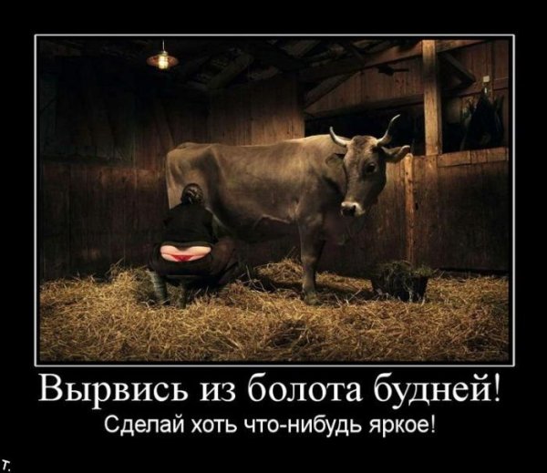 Корова юмор