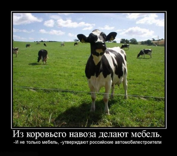 Корова прикол