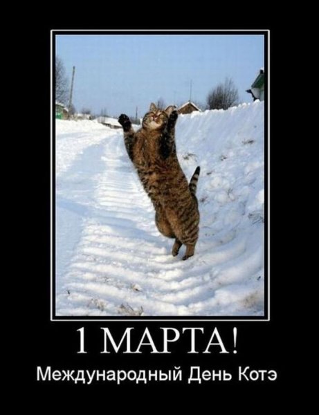 1 Марта день кота