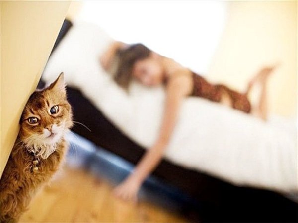 Мартовский кот демотиватор