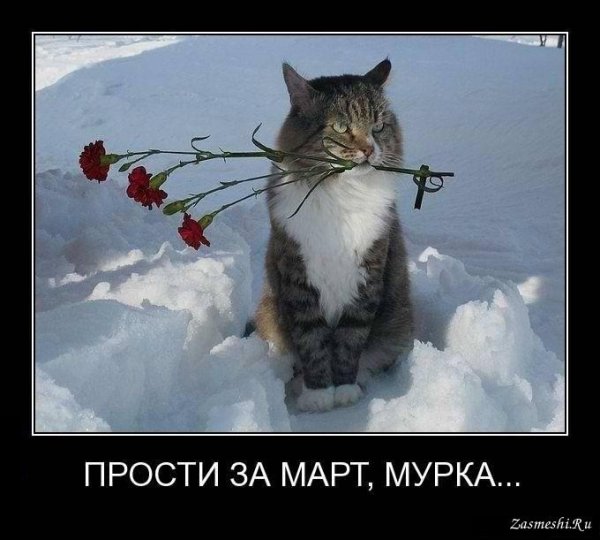 Приколы про мартовских котов