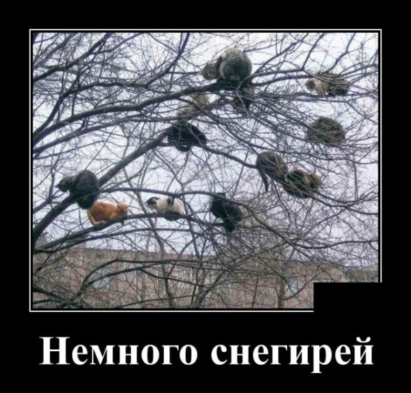 Демотиваторы 8 марта прикольные