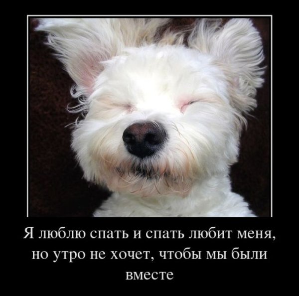 Кот спит демотиватор