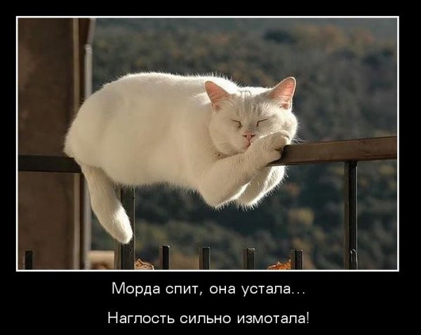 Ты спишь демотиватор