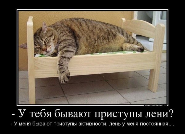 Спящий кот
