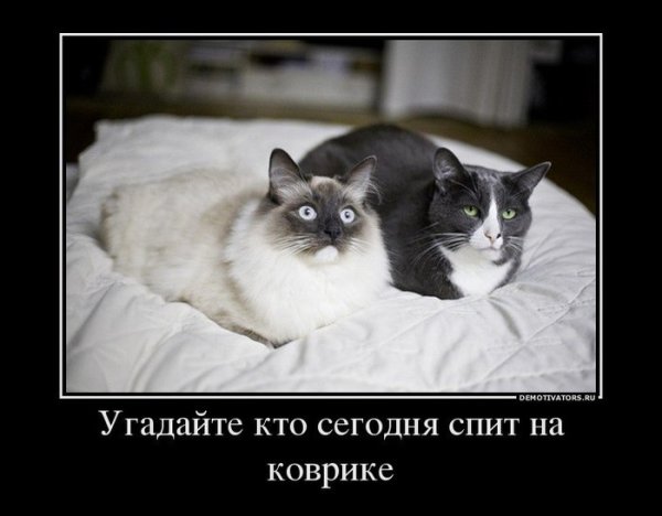 Демотиваторы про сон смешные