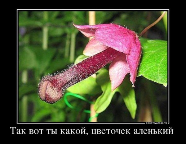 Приколы про цветы