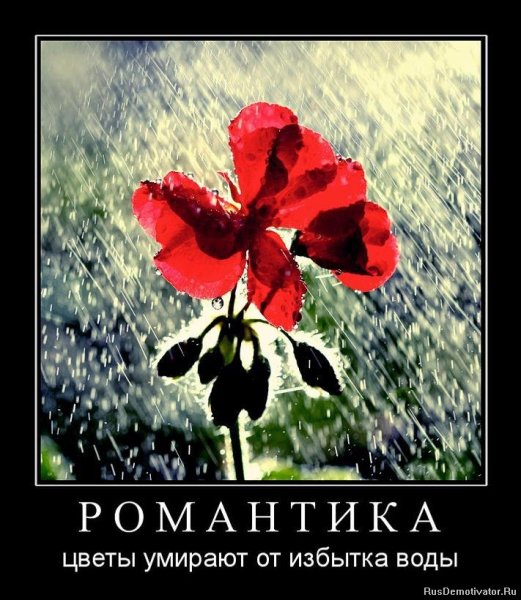 Демотиваторы про цветочки