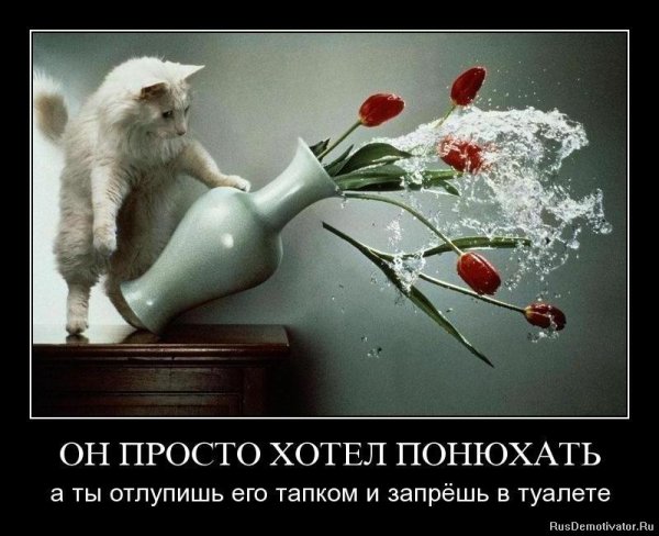 От сердца и почек дарю тебе