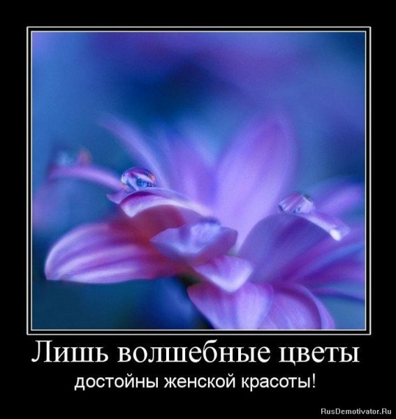Цветы мотиваторы