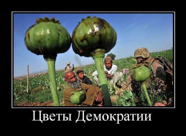 Демотиваторы цветы