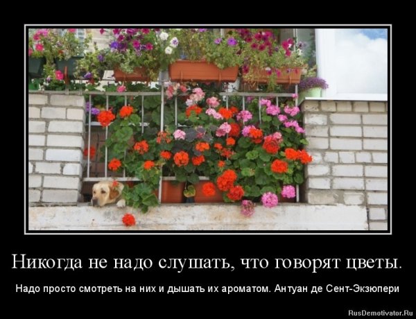 Демотиваторы с цветами