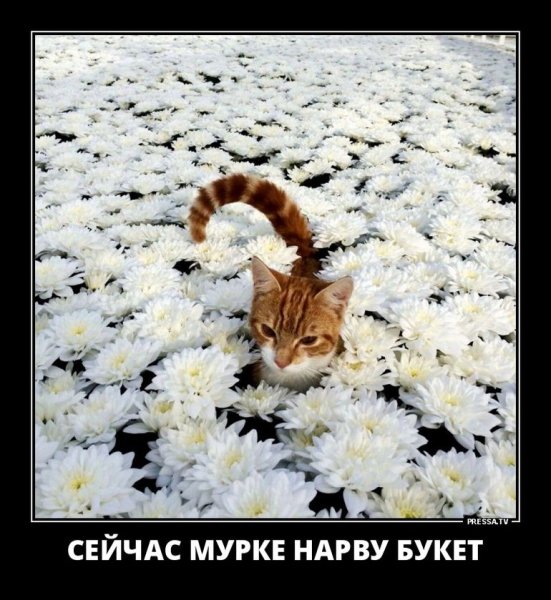 Демотиваторы про любовь