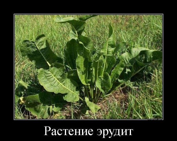 Демотиваторы про марихуану