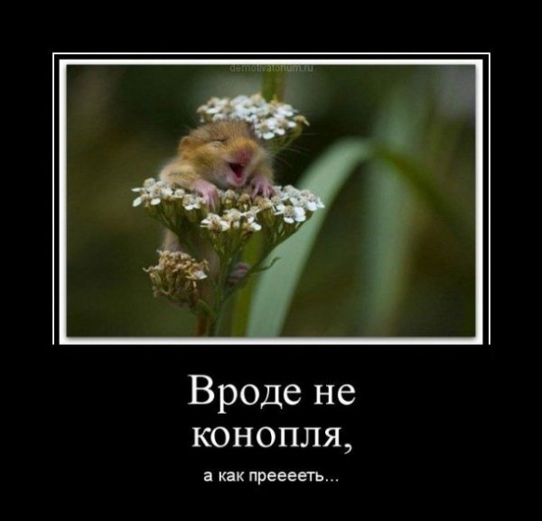 Мейн кун в цветах