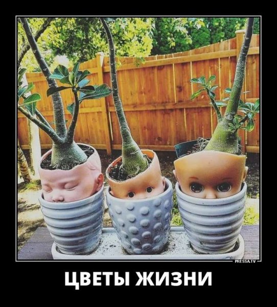Приколы про цветы