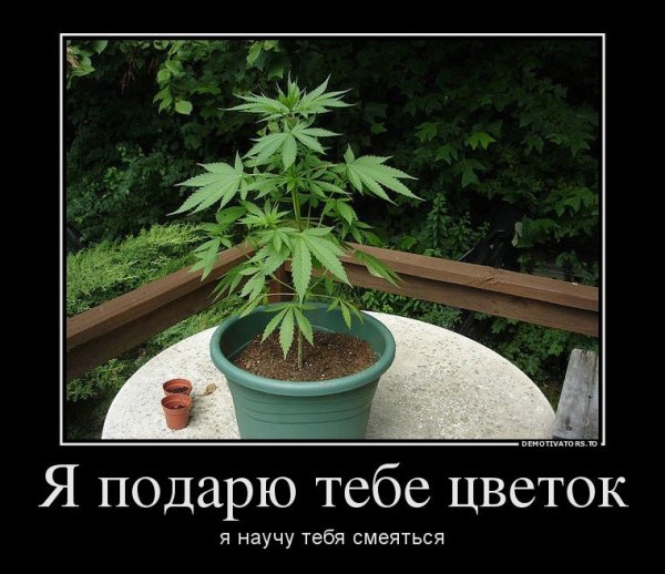 Ромашка прикол