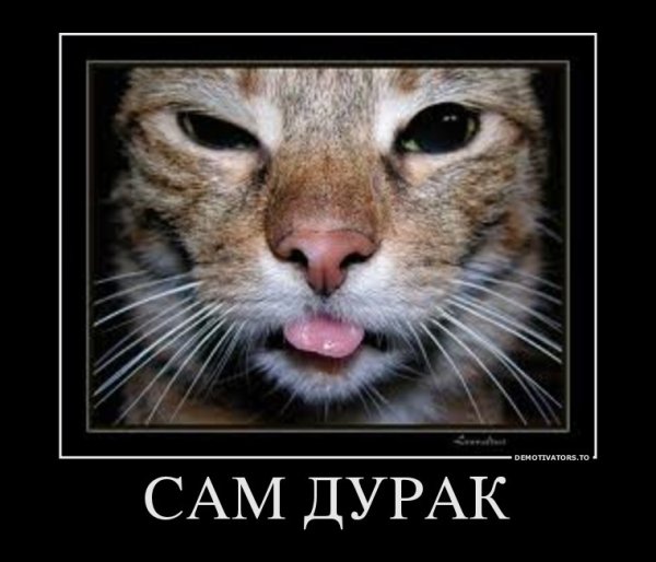 Сам дурак приколы